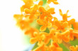 キンモクセイ  金色の花　