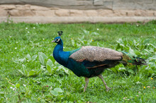 Portrait Of Peacock Walking In A Public Garden