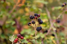 Wild Blackberries In The Meadows Of The Mountains Of Madrid, Spain