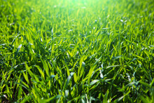 Close Up Fresh Grass With Water Drops In The Morning