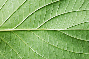 Green leaf veins texture. Natural enviroment vibrant pattern background.