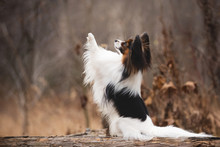 Profile Portrait Of Papillon Dog Sitting With Paw Up In The Forest. Beautiful And Happy Continental Toy Spaniel