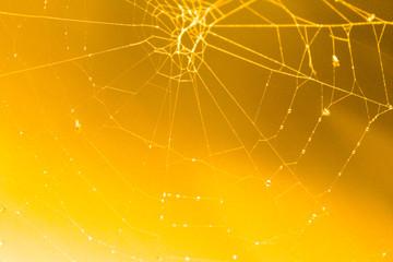 Spiders web in yellow