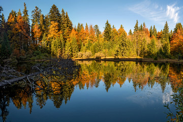 Poster - Forest lake in autumn colorful foliage