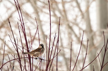 Single Sparrow Resting On A Dogwood Branch In Winter.