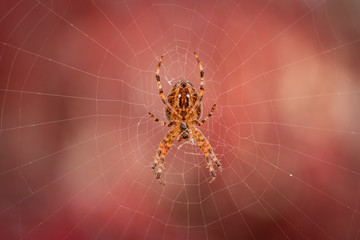 garden spider on web 