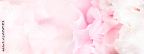 Fotografía Banner for website with closeup view of pink eustoma flower