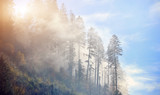 Fototapeta Las - Spruce forest with dense fog and sunrays at the dawn. Autumn morning in the mountains.