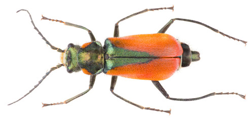 Wall Mural - Malachius aeneus, the scarlet malachite beetle, is a species of soft-winged flower beetles belonging to the family Melyridae. Dorsal view of isolated the scarlet malachite beetle on white background.