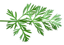 Sprig Of Dill On The White Background. Coriander Or Cumin Sprig Isolated. Top View