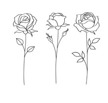Set Of Sketches, Hand Drawn Rose, Line Art. Vector Illustration