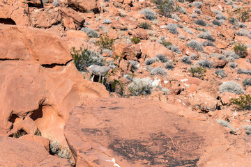 Poster - Bighorn Sheep beside a pre-Columbian petroglyph rock in Valley of Fire State Park in Nevada