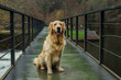 A golden retriever dog standing in a bridge