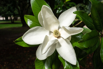 Wall Mural - White magnolia blossom on magnolia tree. Magnolia grandiflora