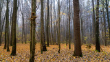 Fototapeta  - Rezerwat przyrody Las Zwierzyniecki, zamglony las, Białystok, Podlasie, Polska