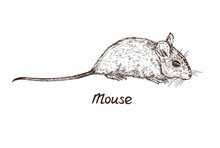 Mouse (rat), Hand Drawn Gravure Style, Vector Sketch Illustration, Element For Design