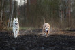 Staffordshire Bull Terrier and shepherd dog walking on lonely road in forest