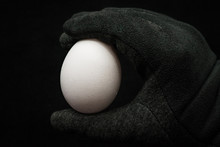 Chicken White Egg In Hand