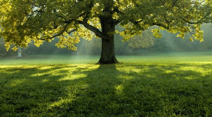 Wall Mural - Beautiful tree in the middle of a field covered with grass with the tree line in the background