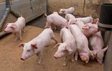 Fototapeta Tęcza - Pigs at stable. Farming