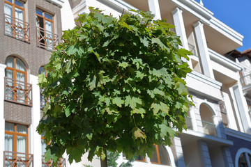 green leaves of a spherical maple tree on a city street