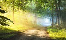Pathway (gravel Road) In A Majestic Green Deciduous Forest. Morning Fog. Tree Silhouettes Close-up. Atmospheric Dreamlike Summer Landscape. Sun Rays, Soft Light. Nature, Ecology, Fantasy, Fairytale