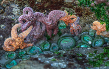 Sea Anemone And Starfish In A Tide Pool