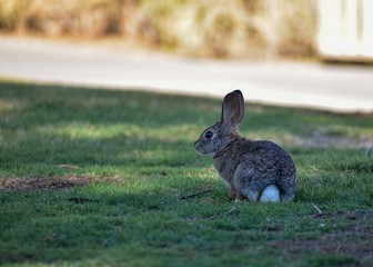 bunny in the field