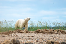 Polar Bear Smelling The Air In Churchill Manitoba