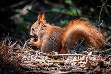 Closeup Of A Squirrel Eating A Pine Cone In The Forest