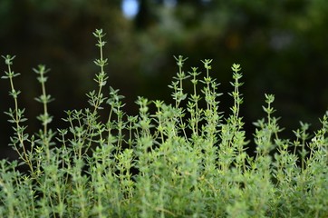 green grass with dew