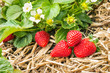 freshly picked ripe strawberries with strawberry plant in bloom