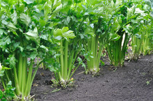 Close-up Of Growing Celery Plantation (leaf Vegetables)  In The Vegetable Garden