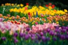 Field With Colorful Tulips