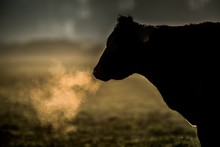 Silhouette Of A Lonely Cow In The Pasture During Sunset On A Blurred Background