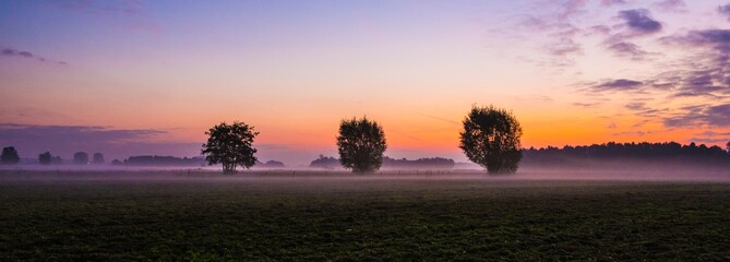 Wall Mural - Panoramic shot of beautiful trees enveloped in fog under the breathtaking sunset sky