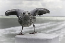 Closeup Of A White European Herring Gull Perched On A White Stone With Open Wings