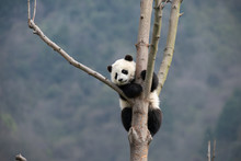 Giant Panda Cub In A Tree
