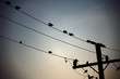 birds perched on the wires of the electrical installation