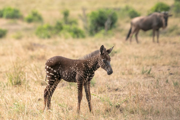 Wall Mural - profile of tira, the zebra foal that was born with polka dots (spots) instead of stripes in the masa