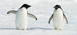 Antarctic Adelie penguins