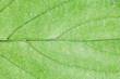 © Paweł Michałowski - Green leaf veins texture. Natural enviroment vibrant pattern background.