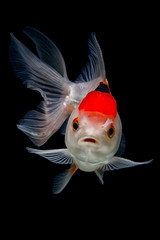 oranda goldfish with black background