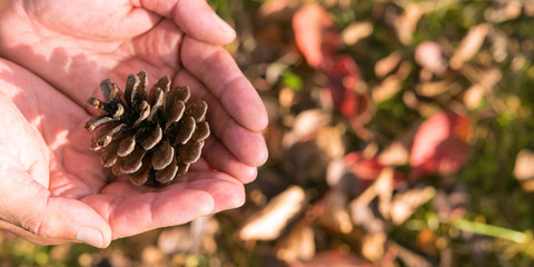 Wall Mural - Hands holding pine cone against autumn leaves　秋の森 松ぼっくりを持つ手