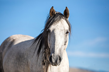 wild horses