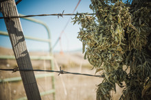 Marijuana, Hemp Plants Drying Outdoors