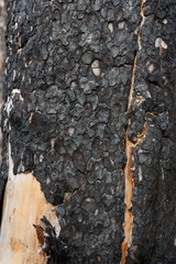 Poster - scorched splitting tree bark