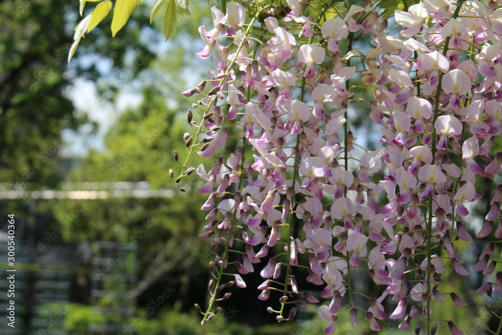 Japanese Wisteria Honbeni" flower (or Japanischer Blauregen) in St. Gallen,  Switzerland. Its Latin name is Wisteria Floribunda 'Honbeni', native to  Japan. Stock Photo | Adobe Stock
