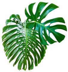 Sticker - Feuilles géantes de philodendron sur fond blanc 