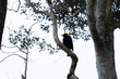 regent bowerbird beautiful yellow and black bower bird Lamington national park  rain forest Queensland Australia